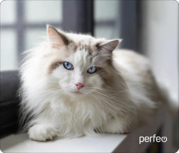 Коврик для компьютерной мыши PERFEO (PF_D0638) "Cat"