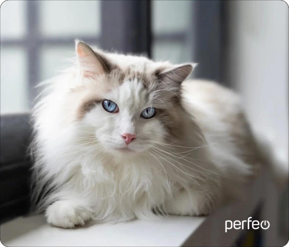 Коврик для компьютерной мыши PERFEO (PF_D0638) &quot;Cat&quot;