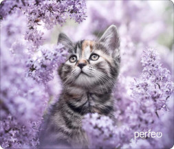 Коврик для компьютерной мыши PERFEO (PF_D0652) "Cat"