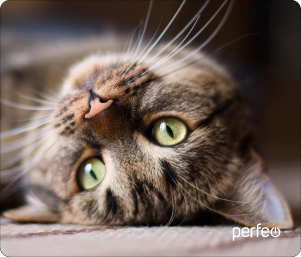 Коврик для компьютерной мыши PERFEO (PF_D0653) &quot;Cat&quot;