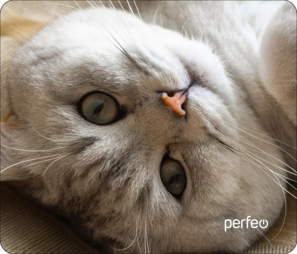 Коврик для компьютерной мыши PERFEO (PF_D0654) &quot;Cat&quot;