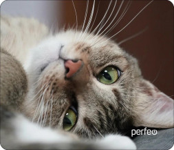 Коврик для компьютерной мыши PERFEO (PF_D0660) "Cat"