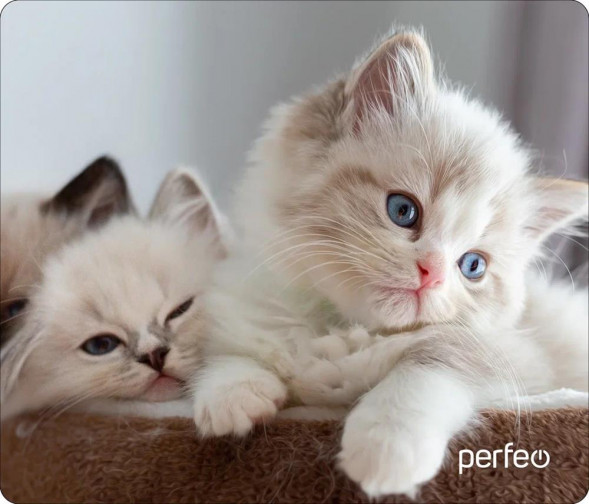 Коврик для компьютерной мыши PERFEO (PF_D0639) &quot;Cat&quot;