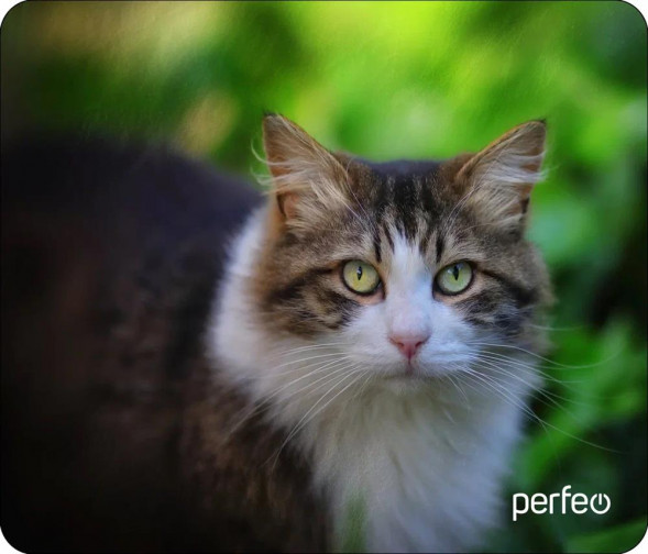 Коврик для компьютерной мыши PERFEO (PF_D0668) &quot;Cat&quot;