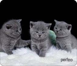 Коврик для компьютерной мыши PERFEO (PF_D0670) "Cat"