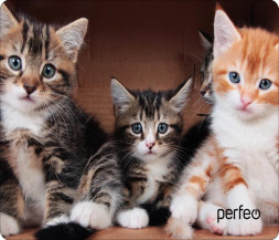 Коврик для компьютерной мыши PERFEO (PF_D0643) &quot;Cat&quot;