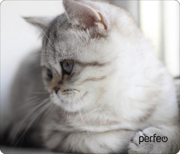 Коврик для компьютерной мыши PERFEO (PF_D0650) &quot;Cat&quot;