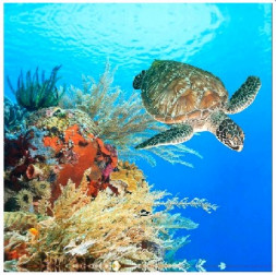 Штора для ванной BRIMIX 02-10 Шторка в ванную комнату фотопечать - ГИГАНТСКАЯ ЧЕРЕПАХА