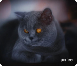 Коврик для компьютерной мыши PERFEO (PF_D0672) "Cat"