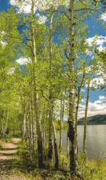 Электрообогреватель ДЫХАНИЕ ТЕПЛА Электрообогреватель бытовой настенный (рис. Берёзовый берег) Артикул 20с455