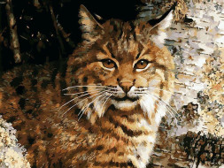 Картина по номерам БЕЛОСНЕЖКА 933-AS Лесной часовой